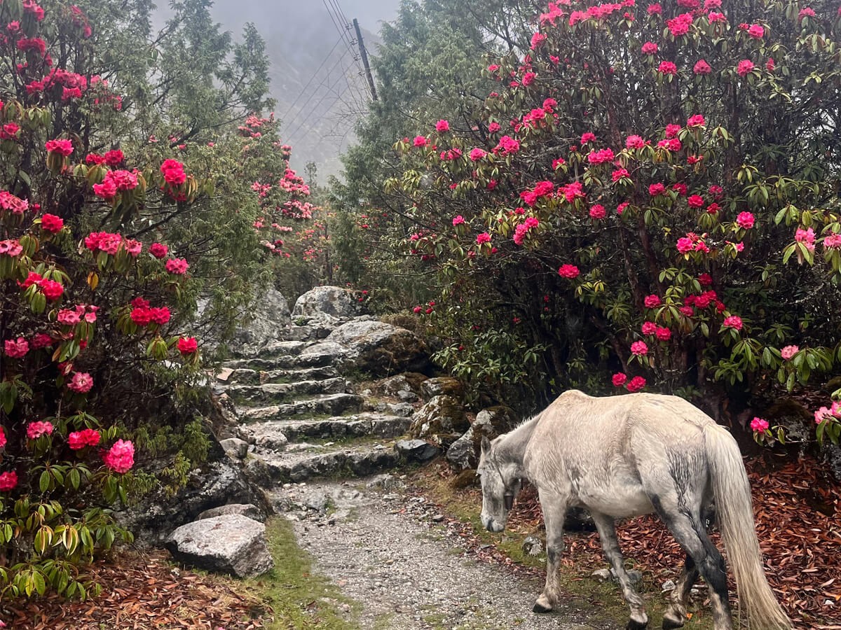 Kanchenjunga trails decorated with blooming rhododendron