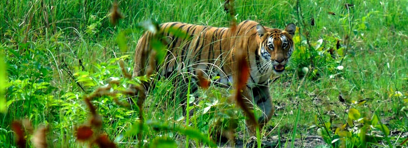 Jungle Safari Tour in Bardia