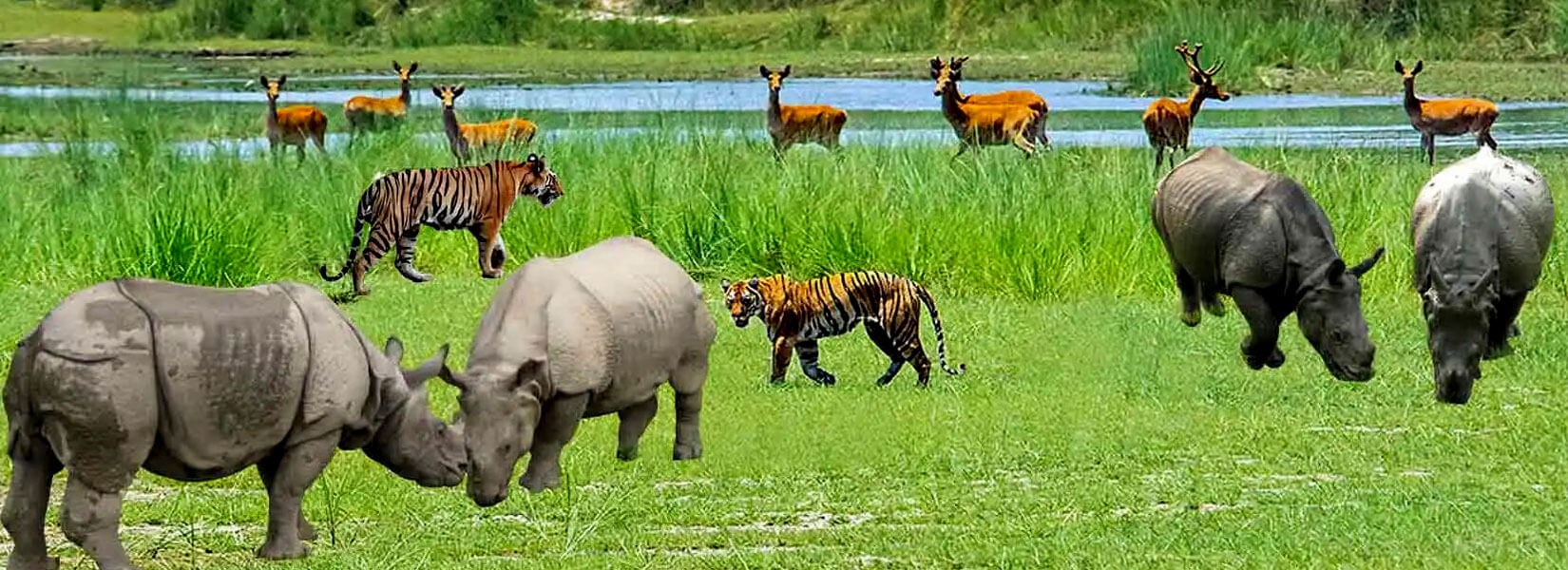 Koshi Tappu Wildlife Tour Nepal