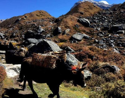 Kanchenjunga Trek