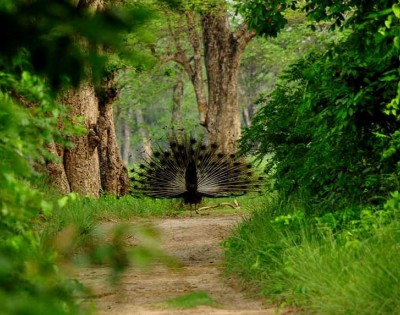 Bardia Jungle Safari Tour