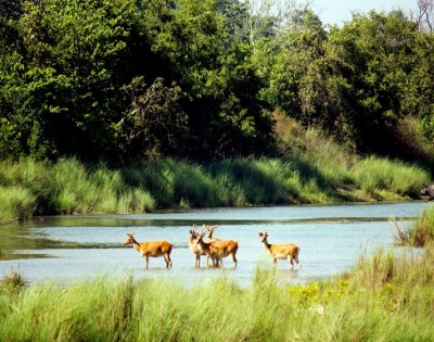 Koshi Tappu Wildlife Tour